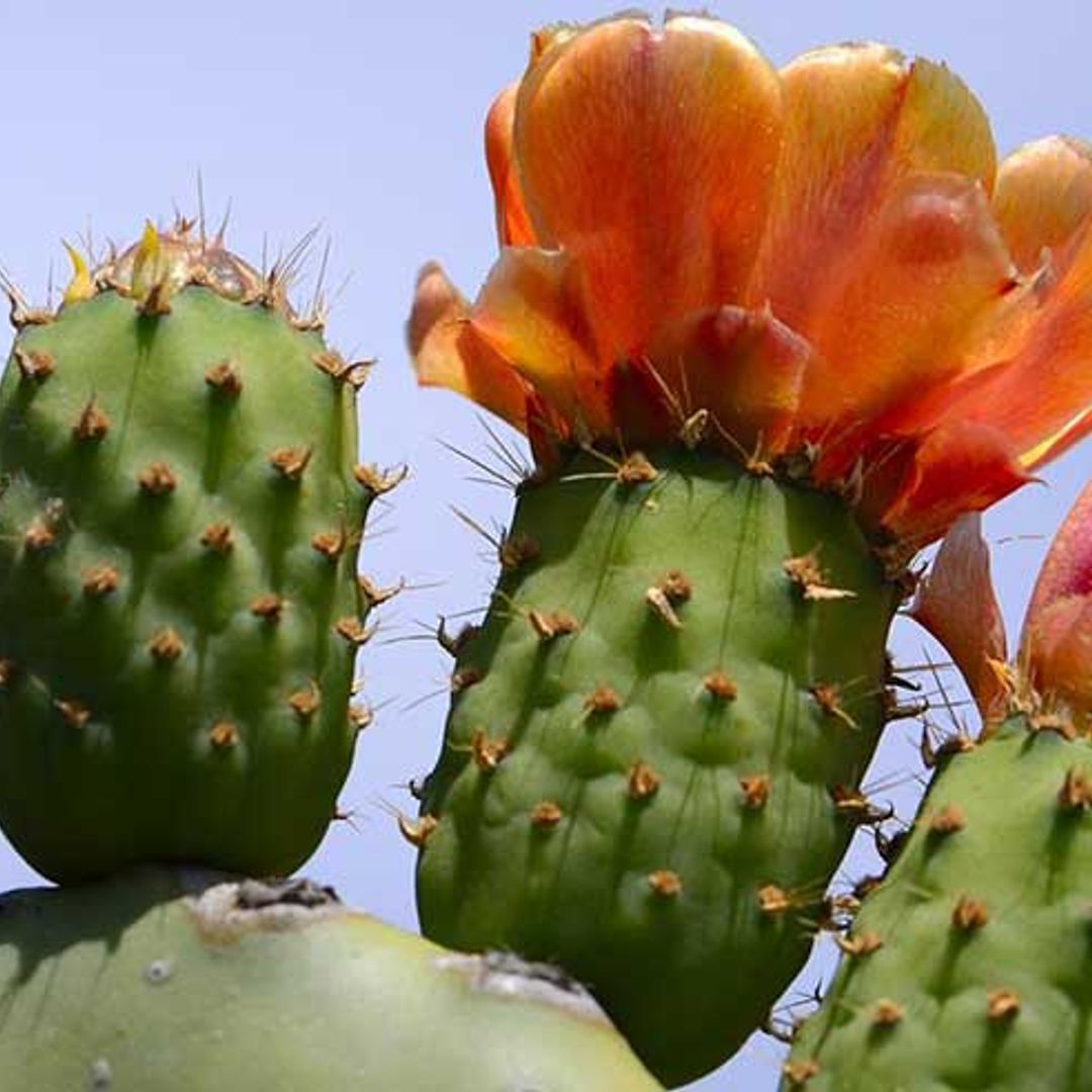 How to: Reap the beauty benefits of a cactus plant