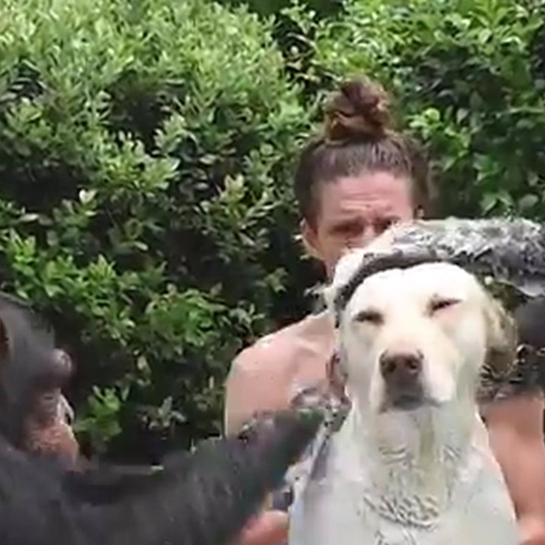 Nothing to see here... just two chimpanzees bathing a dog - video