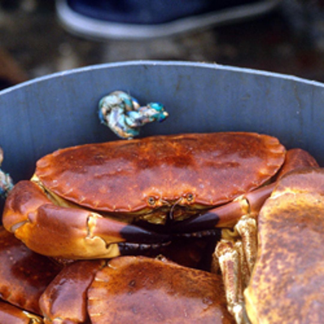 Cast your net for the summer's sweetest crustacean