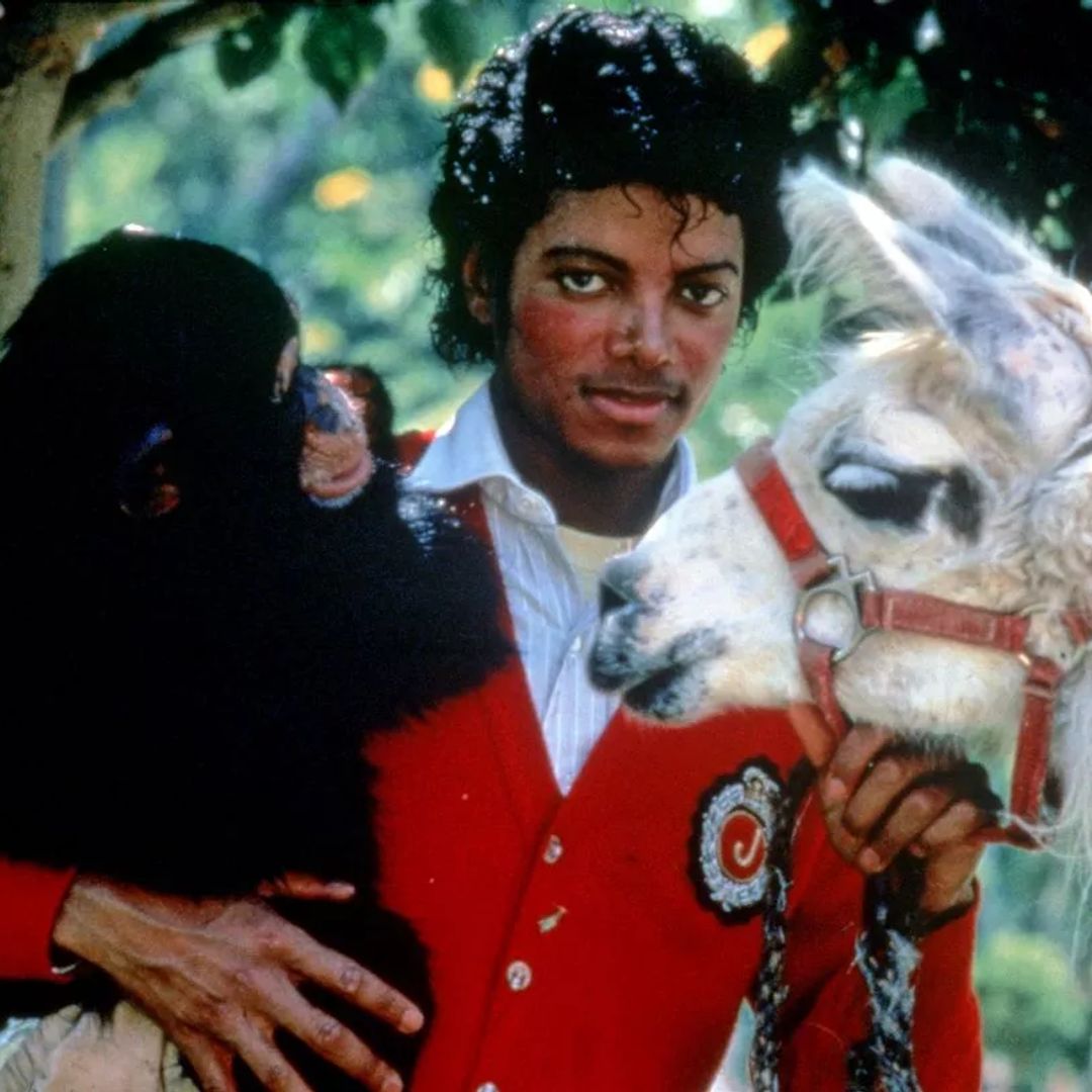 Inside Michael Jackson's chimpanzee Bubbles' idyllic life