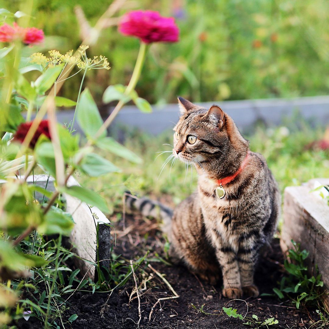 I'm a cat expert and these are the 5 garden mistakes you're making