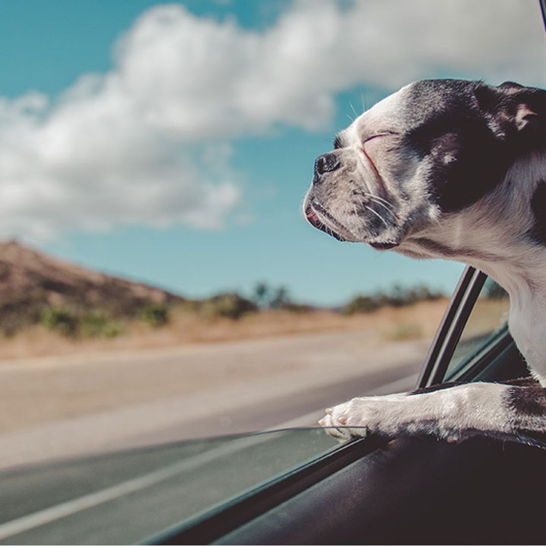 Dog travel tips: Everything you need for a road trip with your pooch, from pet hammocks to car sunshades