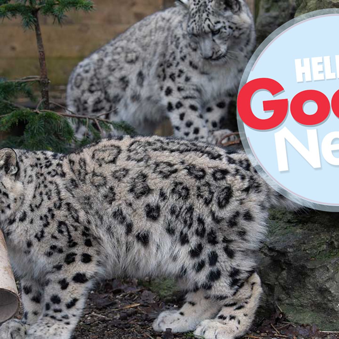 You can now handfeed snow leopard cubs at Princess Eugenie’s patronage The Big Cat Sanctuary