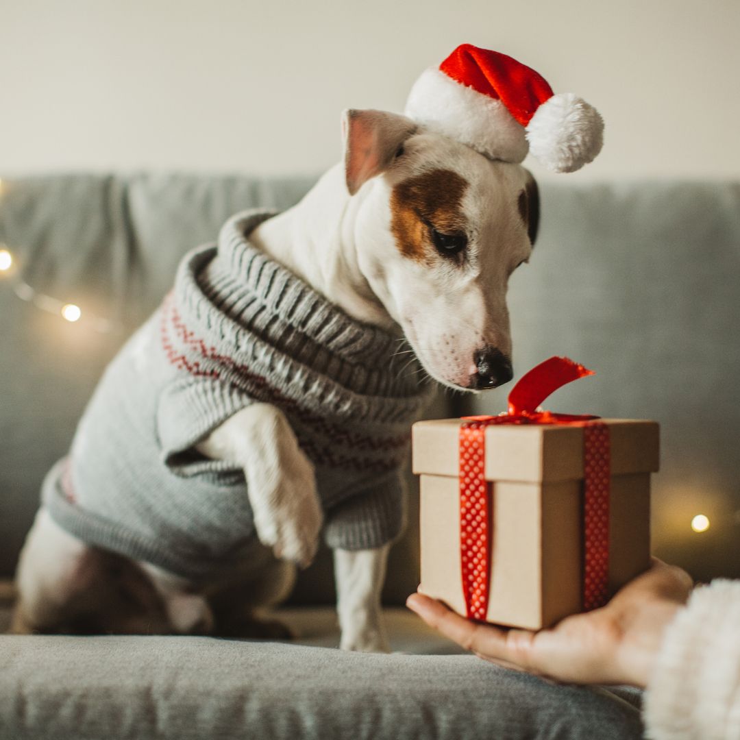 7 things you should never give your dog at Christmas