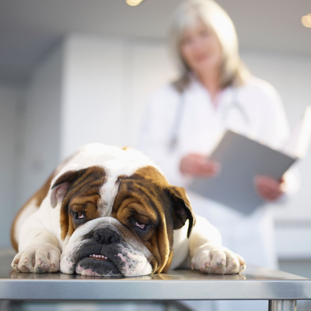 Expert vet reveals top 5 dog breeds that incur high vet bills