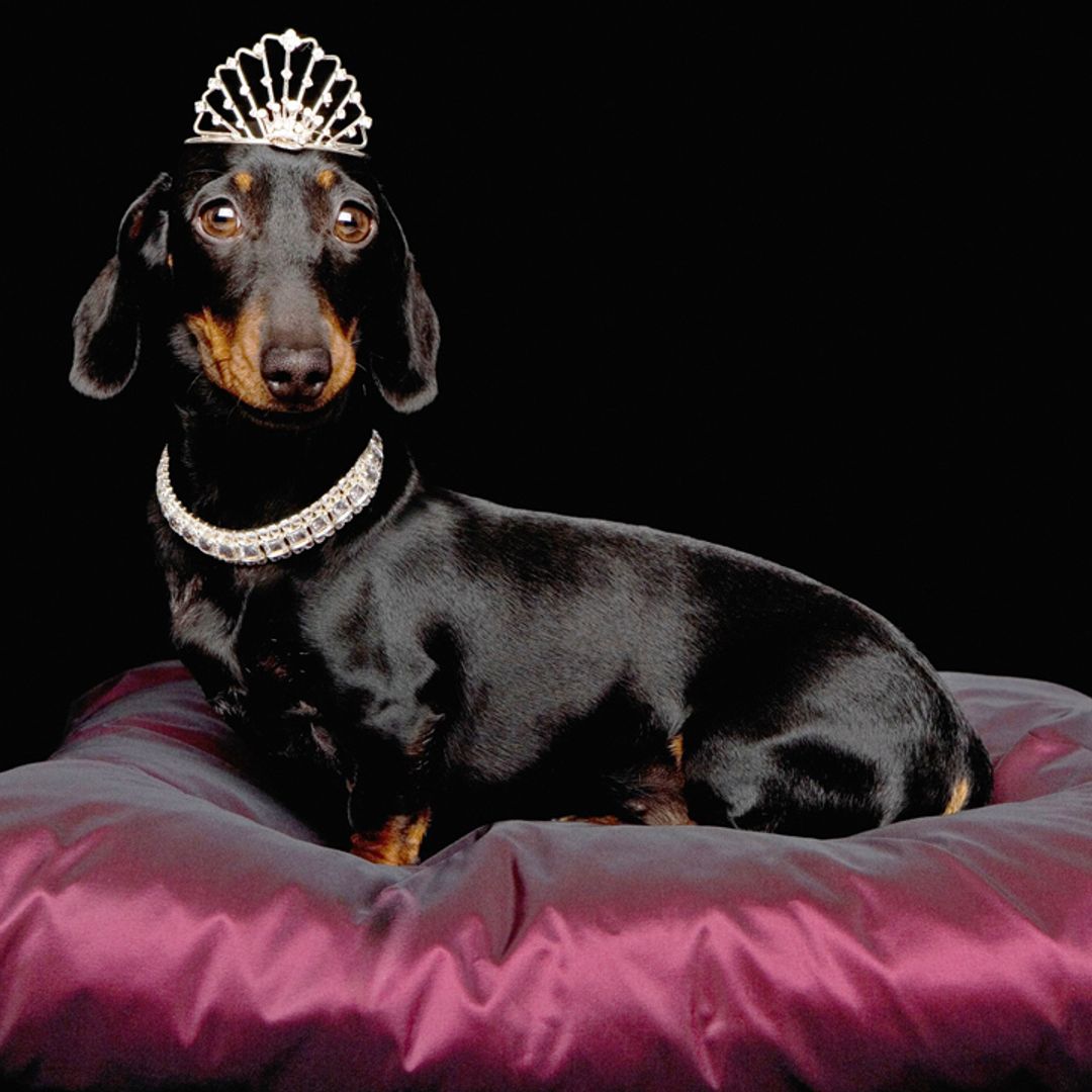10 most expensive dog breeds - meet the UK's costly canines