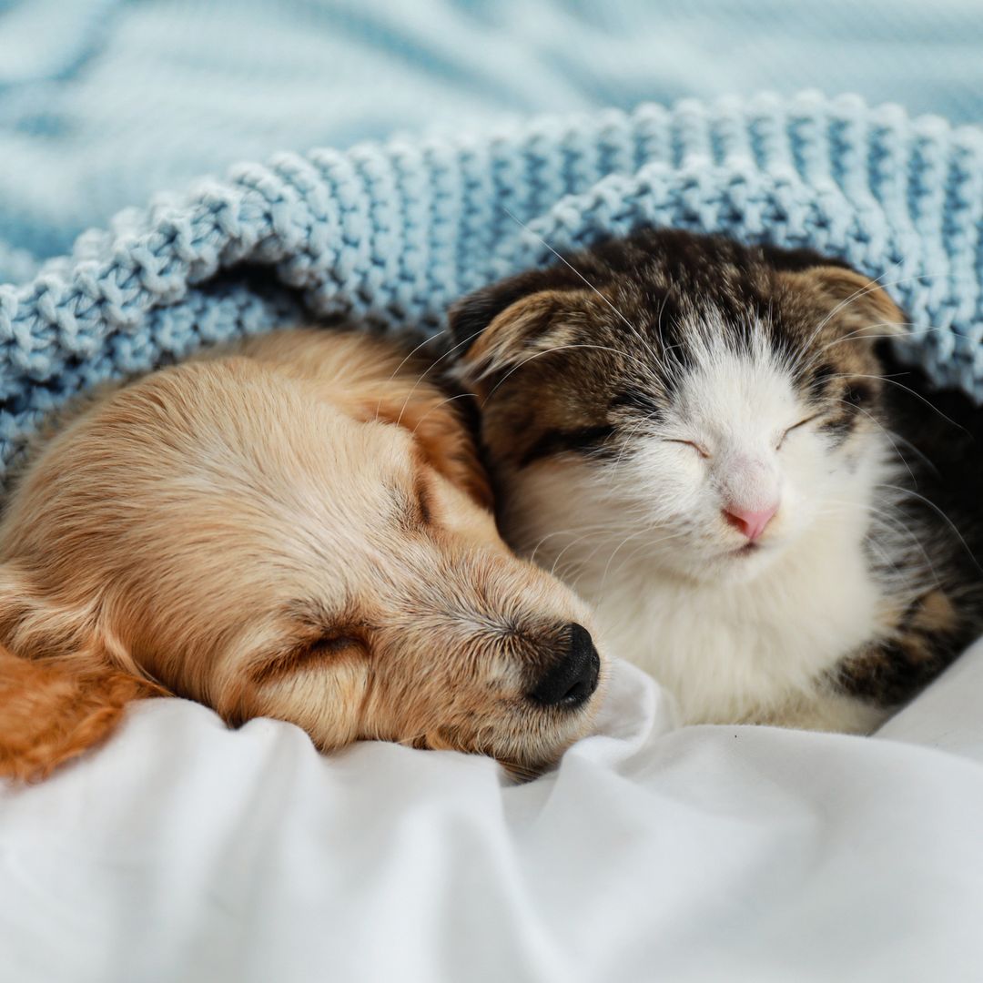 7 cat-friendly dog breeds - including ones with 'low prey drive'