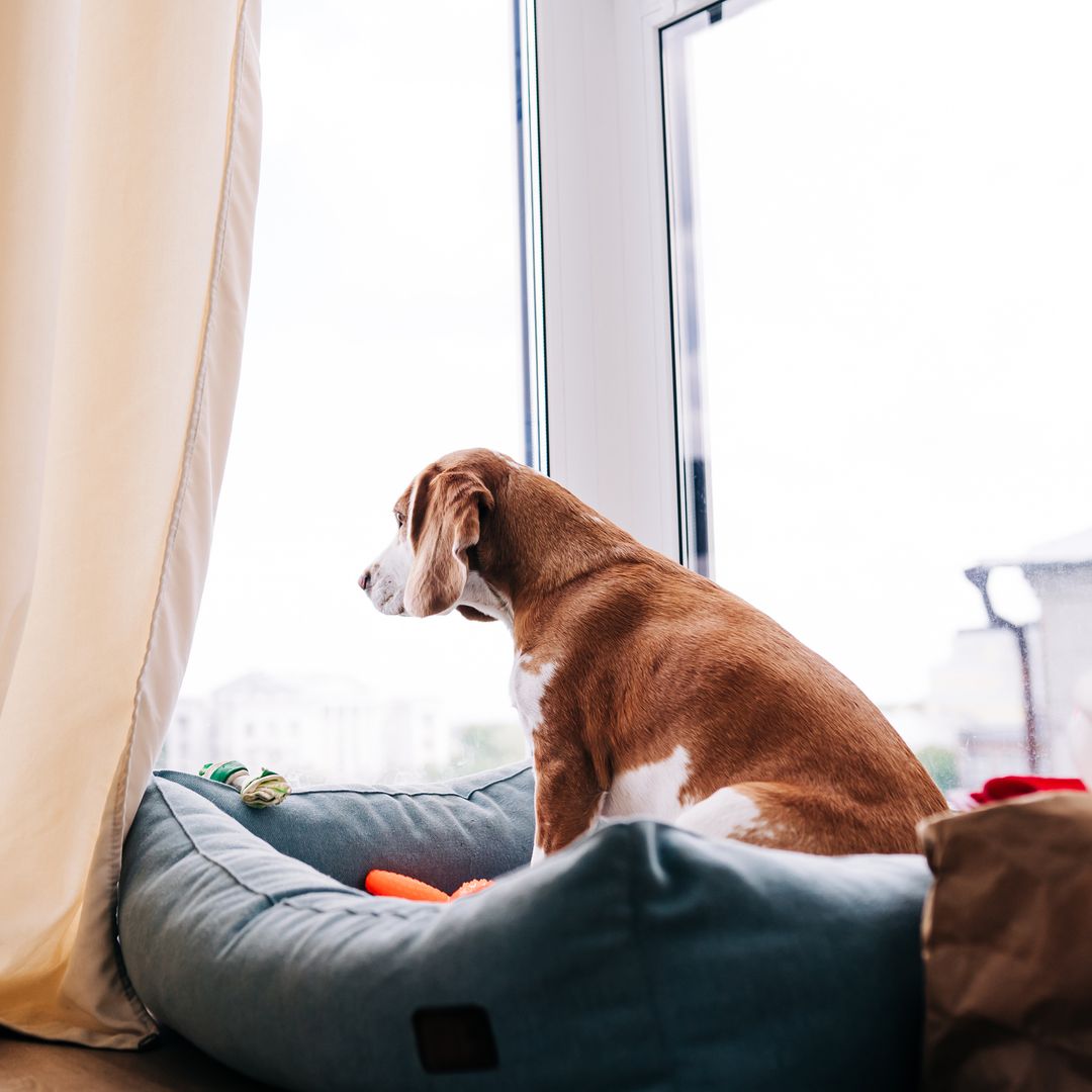 Experts offer 5 tips to avoid 'separation anxiety' when holidaying without pets