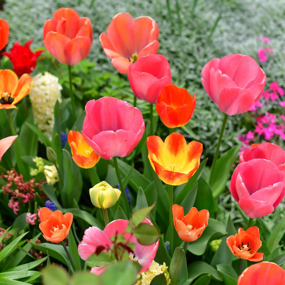 Gardeners should do these 7 jobs in August for a colourful spring display