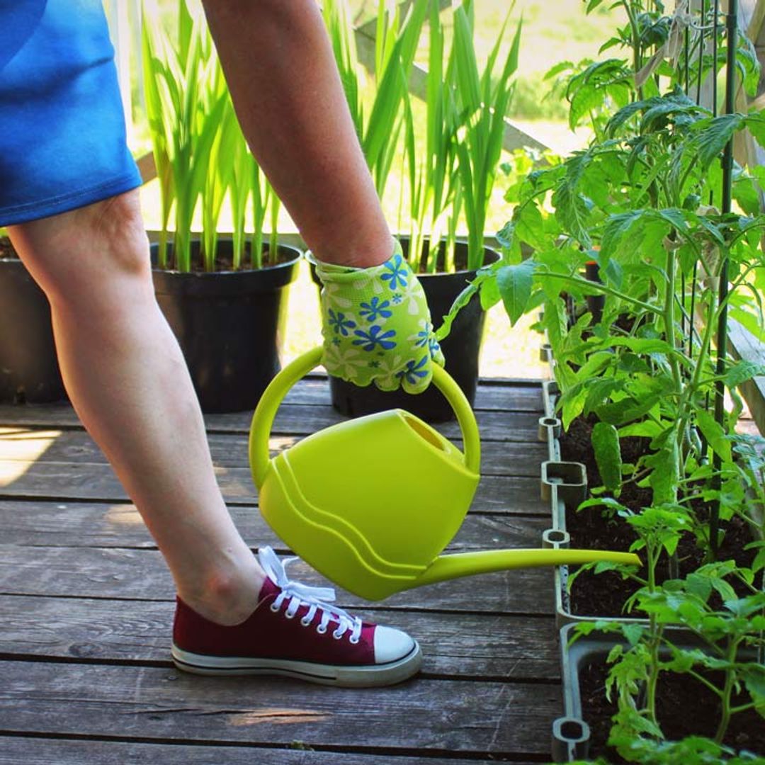 How to grow your own fruit and vegetables at home