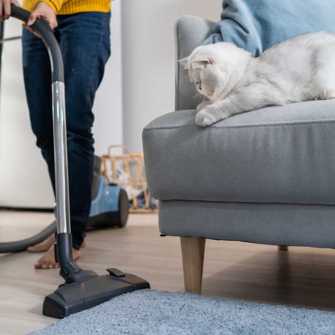 9 best hoovers for pet hair to clean up after your fur baby