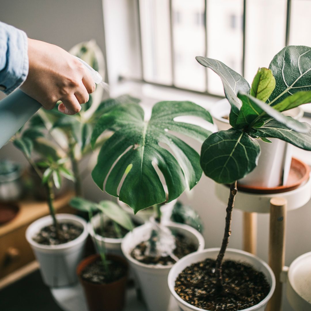 The most common houseplant pests and how to get rid of them