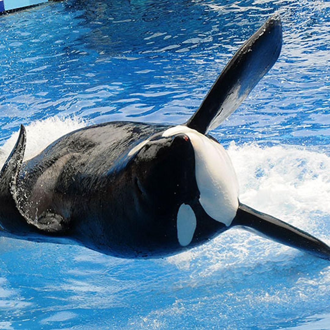 Tilikum, the Seaworld orca shown in Blackfish documentary, dies