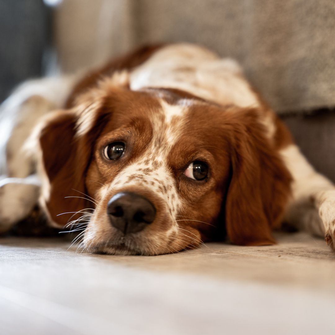 The most dangerous foods for dogs – and the first symptoms that signal an emergency