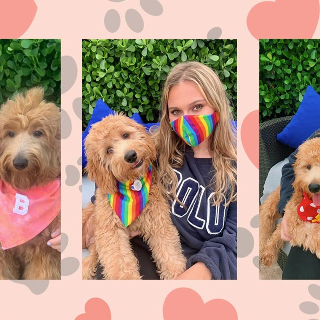 Love your dog? You can now twin in matching face masks and bandanas