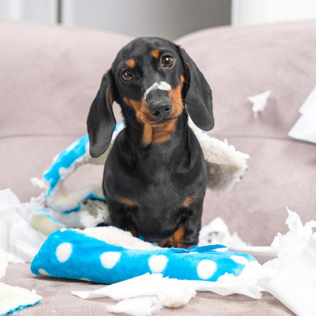 8 naughtiest dog breeds likely to wreak havoc in your home