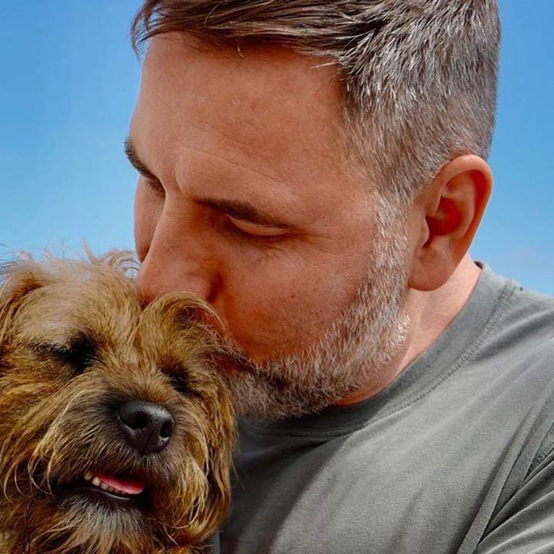David Walliams shares update on pet dog following operation
