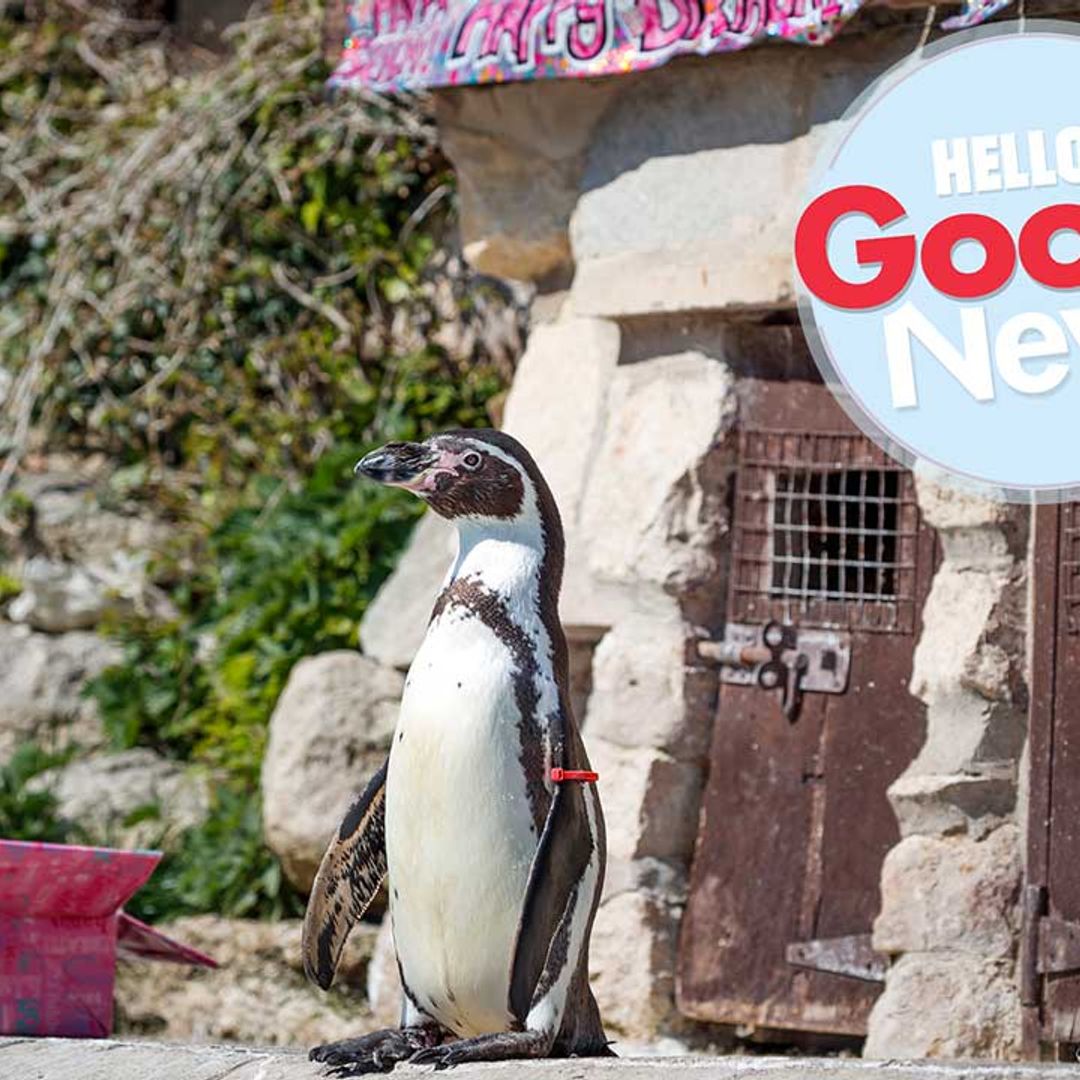 Britain's oldest penguin Rosie celebrates her 30th birthday