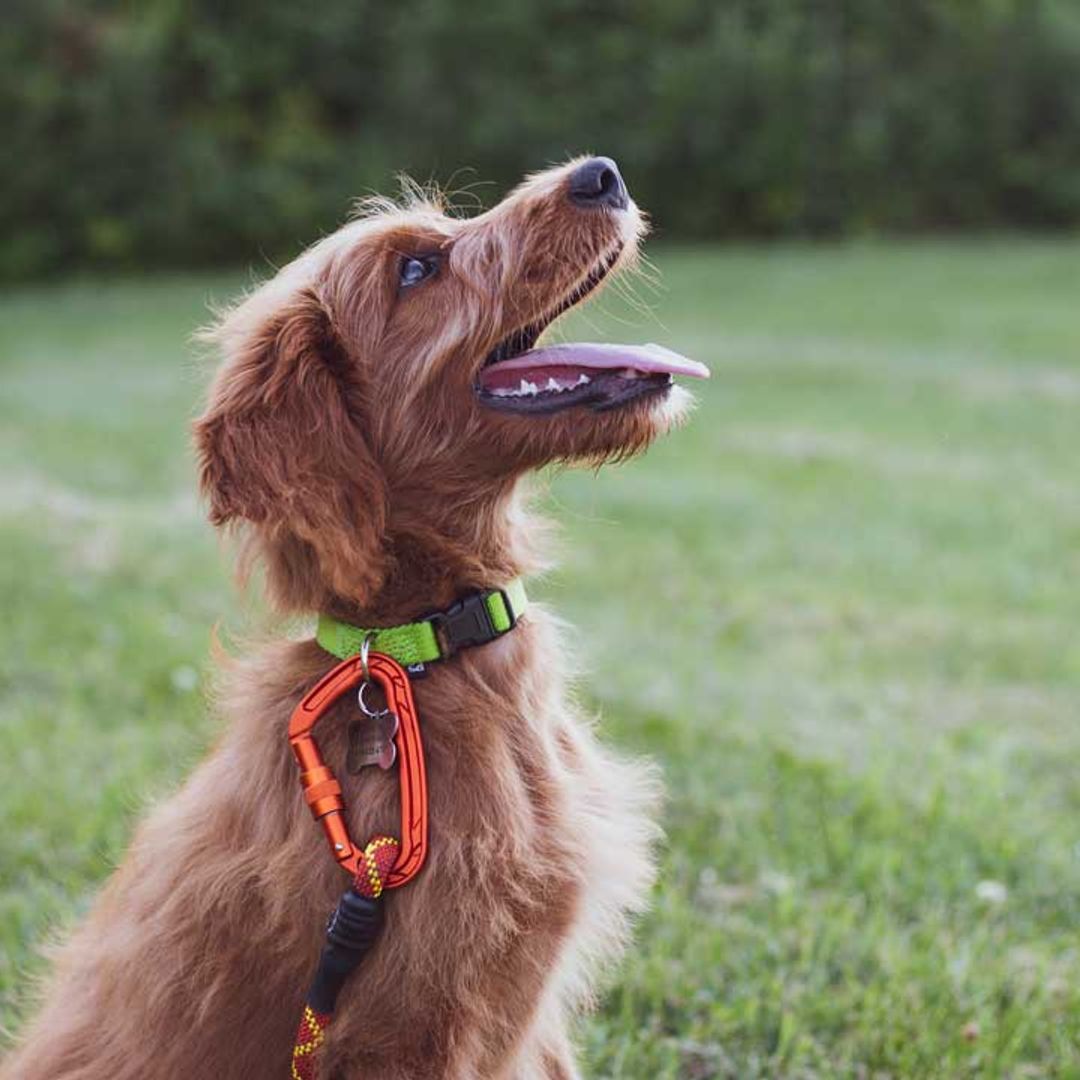 5 most obedient dog breeds that are easy to train