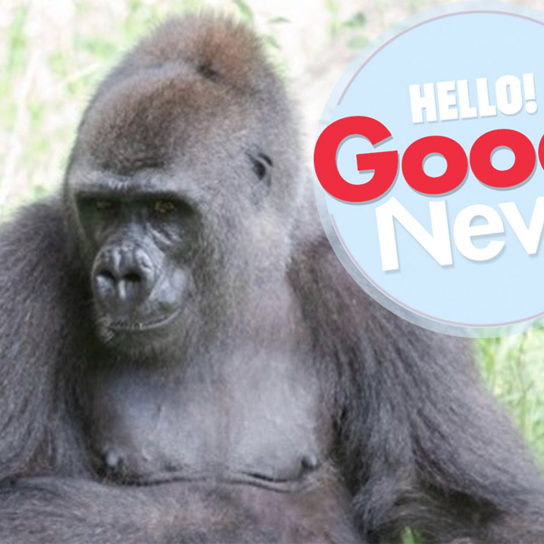 Critically endangered gorilla Tumani is expecting her first baby