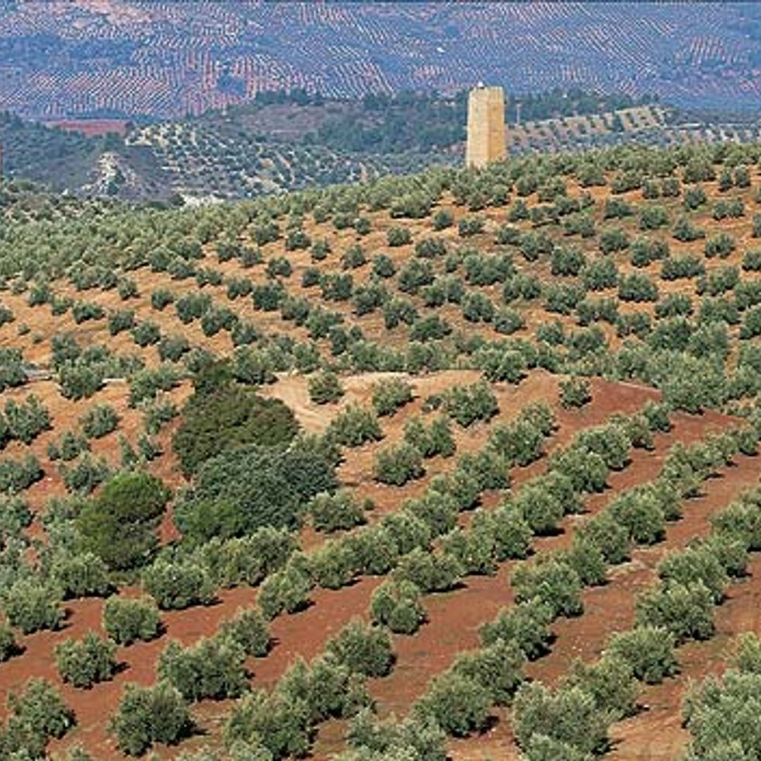 A taste of Spanish olive therapy