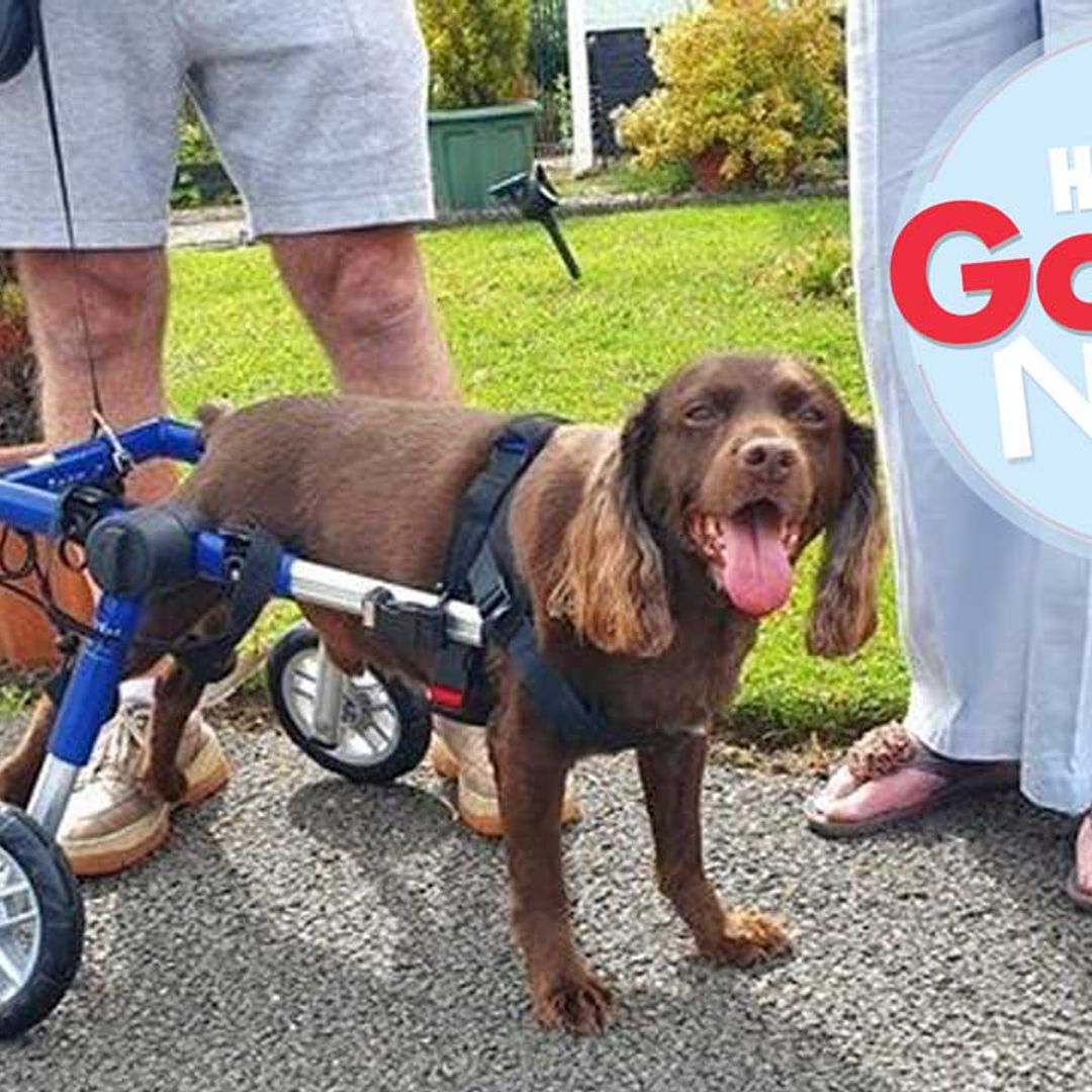Max the disabled dog has a new set of wheels – thanks to his neighbours