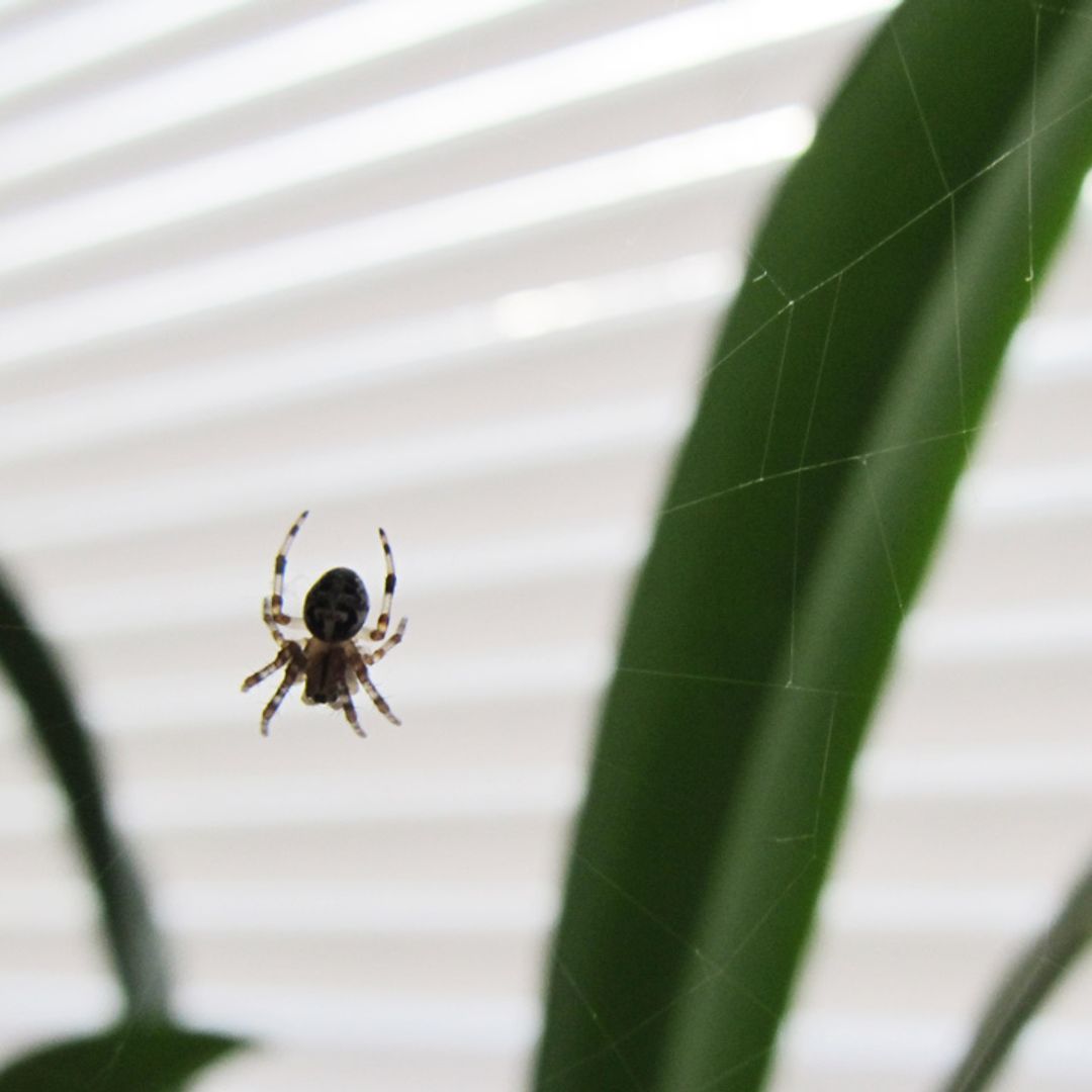 5 easy ways to keep spiders out of your home