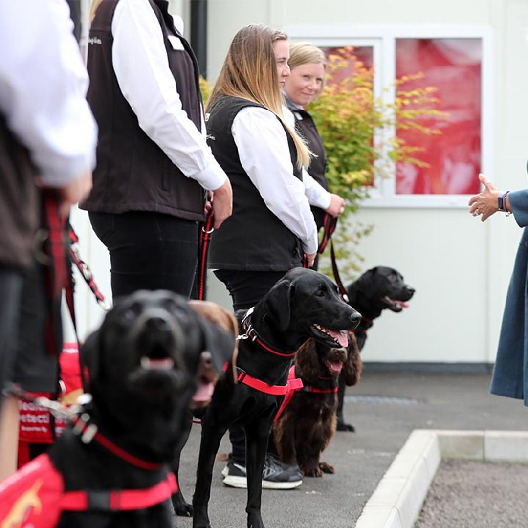 Duchess of Cornwall meets dogs being trained to detect coronavirus