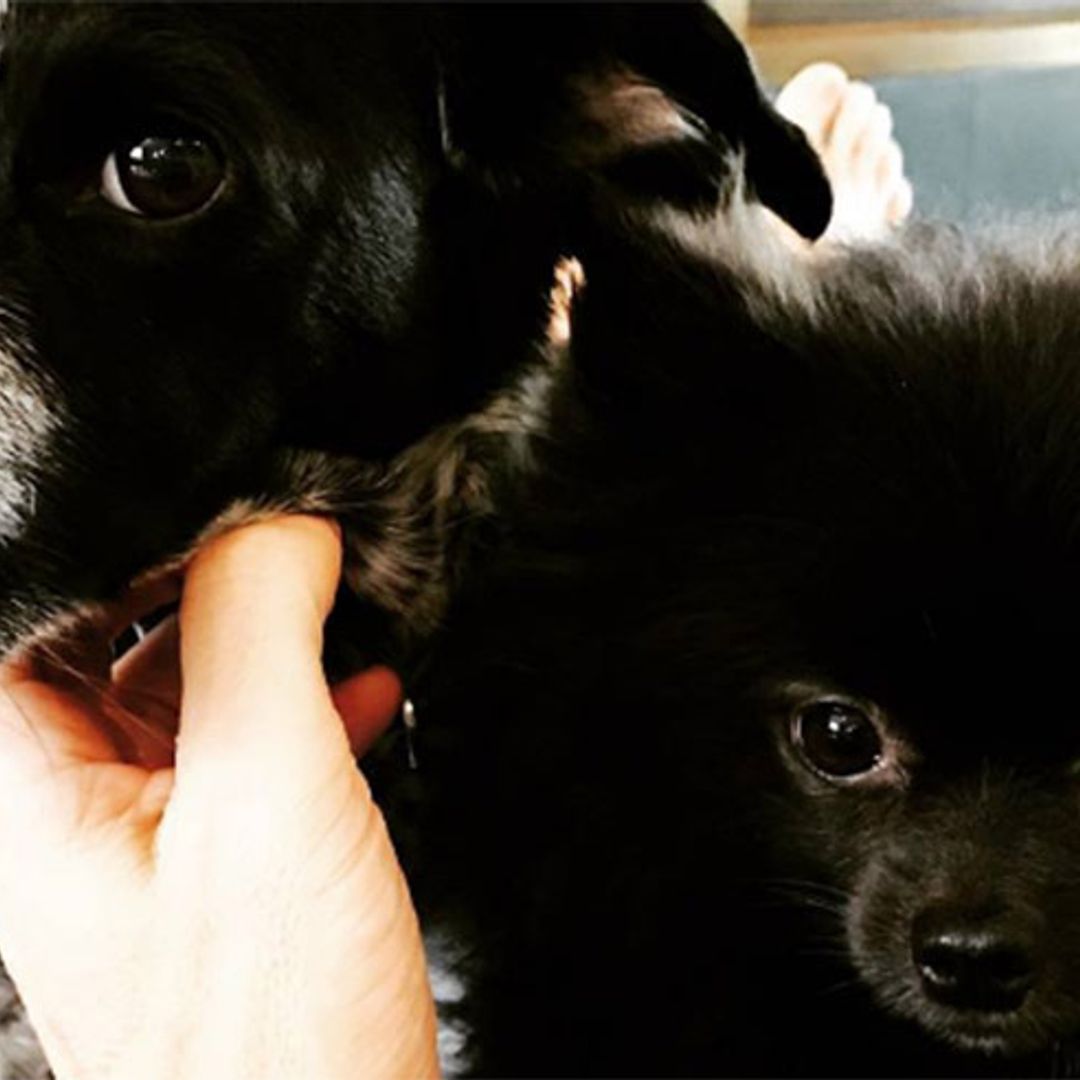 Gary Barlow introduces Instagram to his adorable puppies