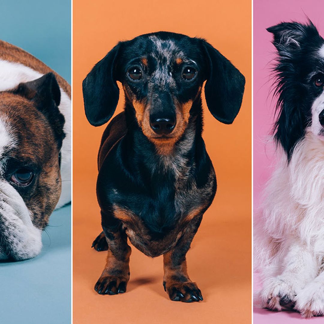 Most popular dog breed names in 2021 revealed