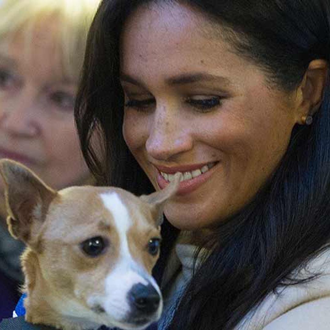 Meghan Markle helps to get rescue dog a new home