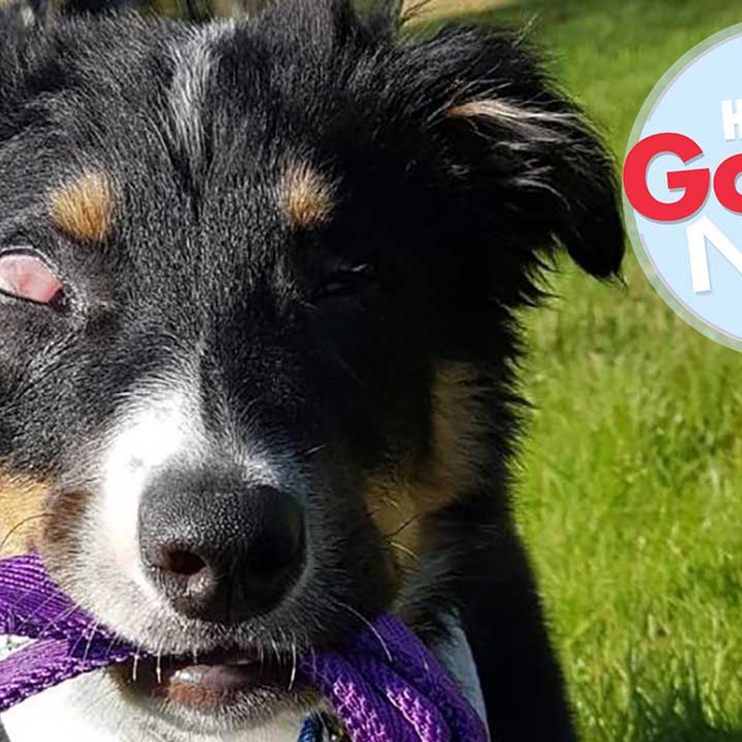 Adorable blind Collie puppy has his very own guide dog – watch the video