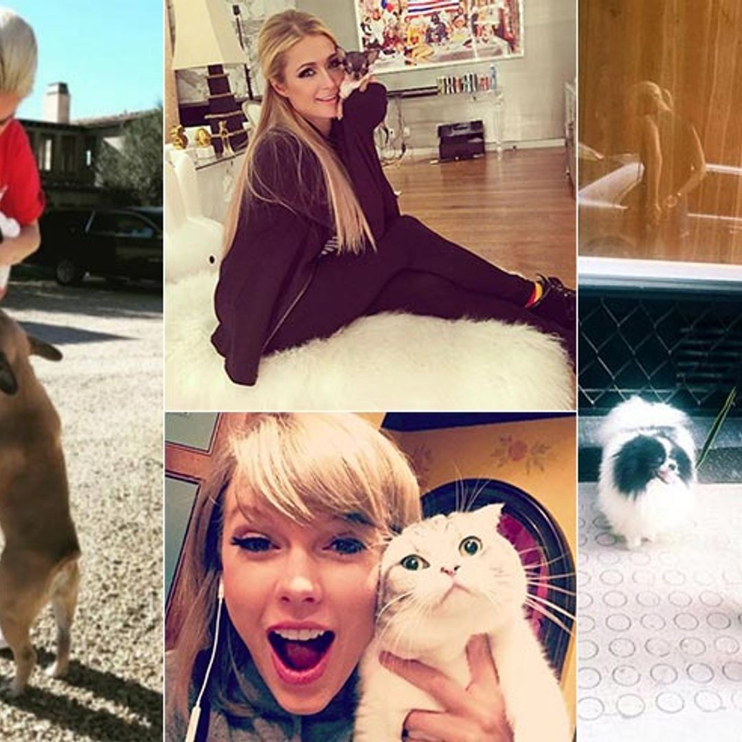 The cutest celebrity pets on Instagram