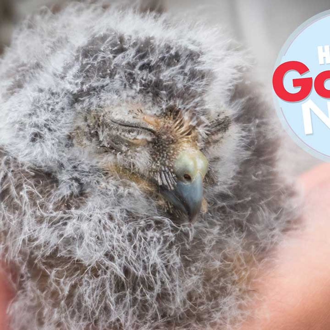 Cutest pair of rare morepork owl chicks give hope to the species' survival