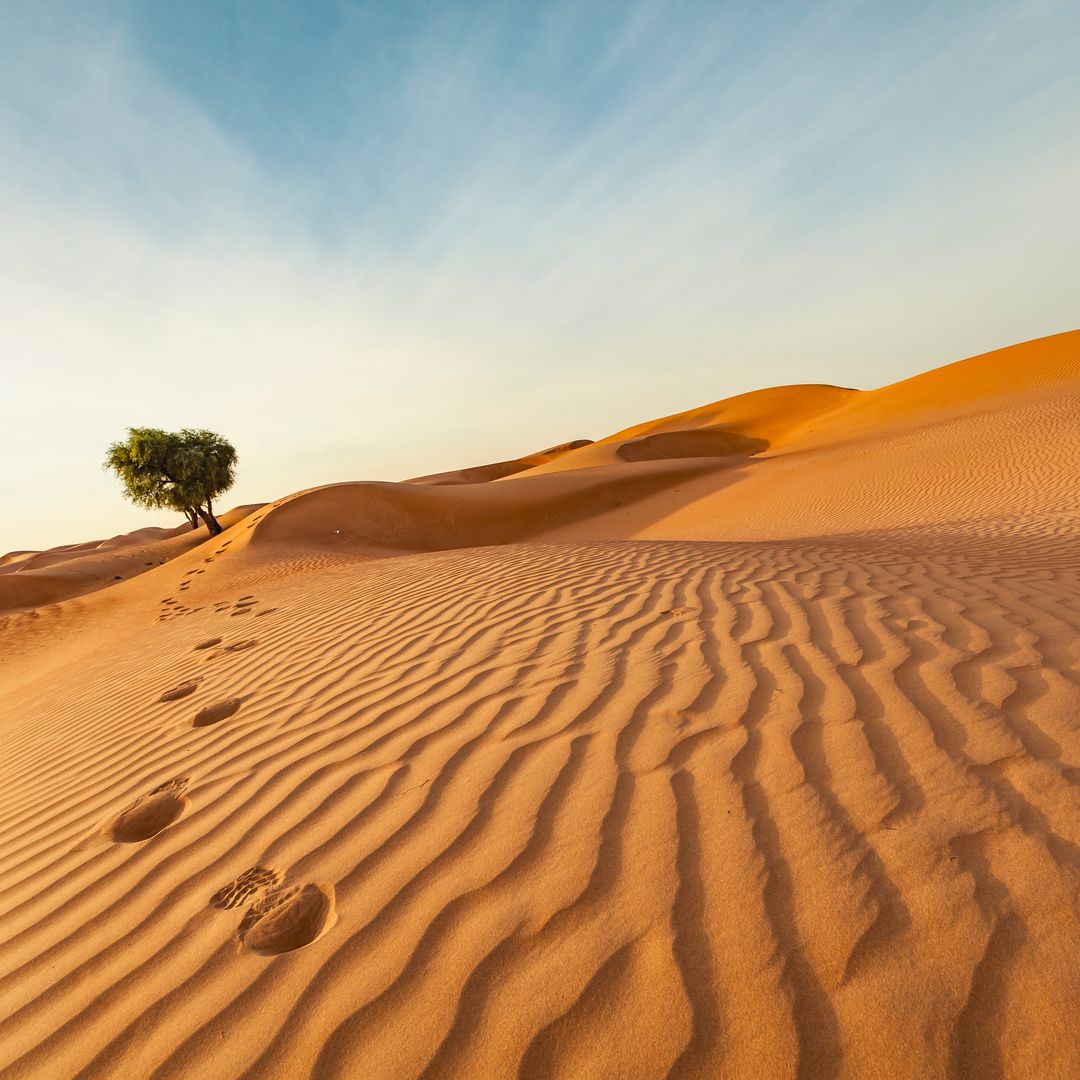 lonely tree in the desert of oman.