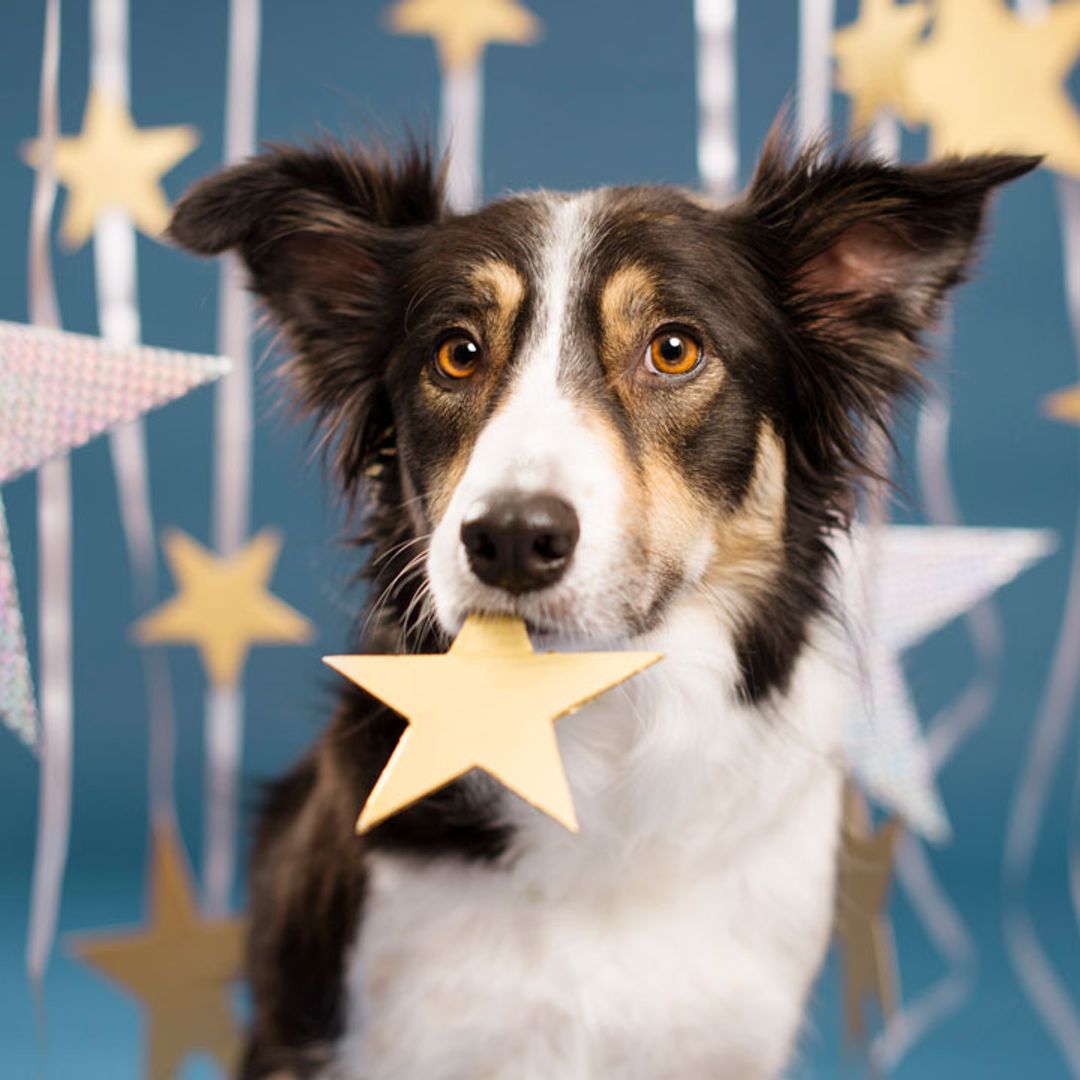 Which dog breed is most compatible with your star sign? A guide to pets and horoscopes