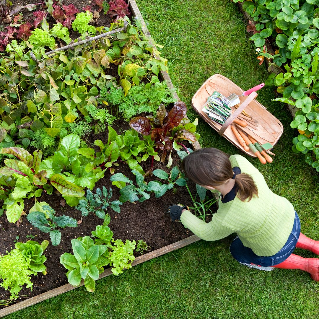 UK households urged to sprinkle eggshells and coffee in the garden this August