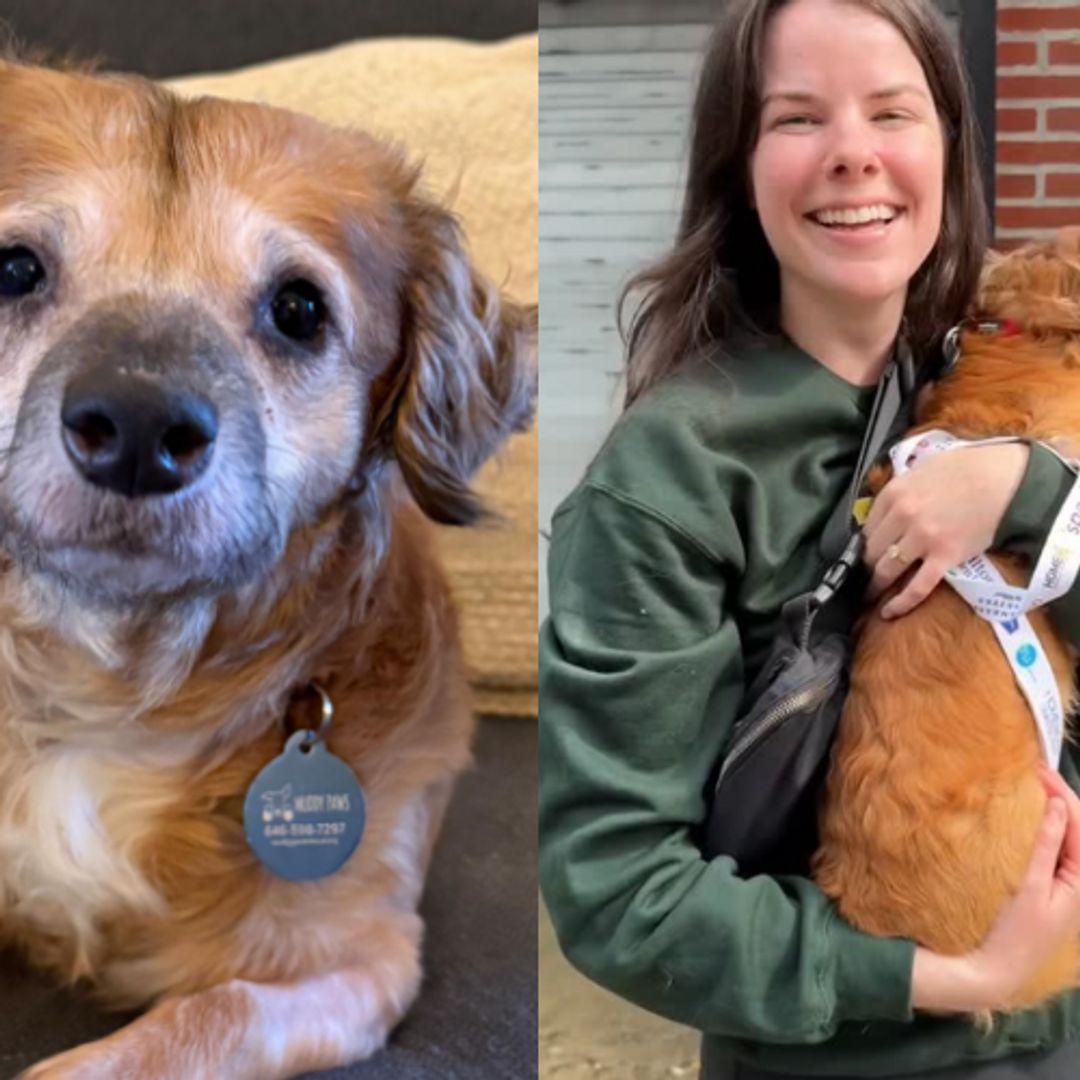 Internet celebrity Tiki has been adopted
