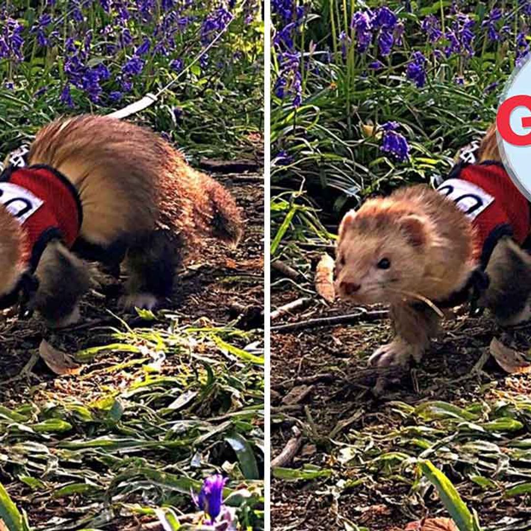 Bandit the ferret ran a marathon – and helped to donate thousands of books to children