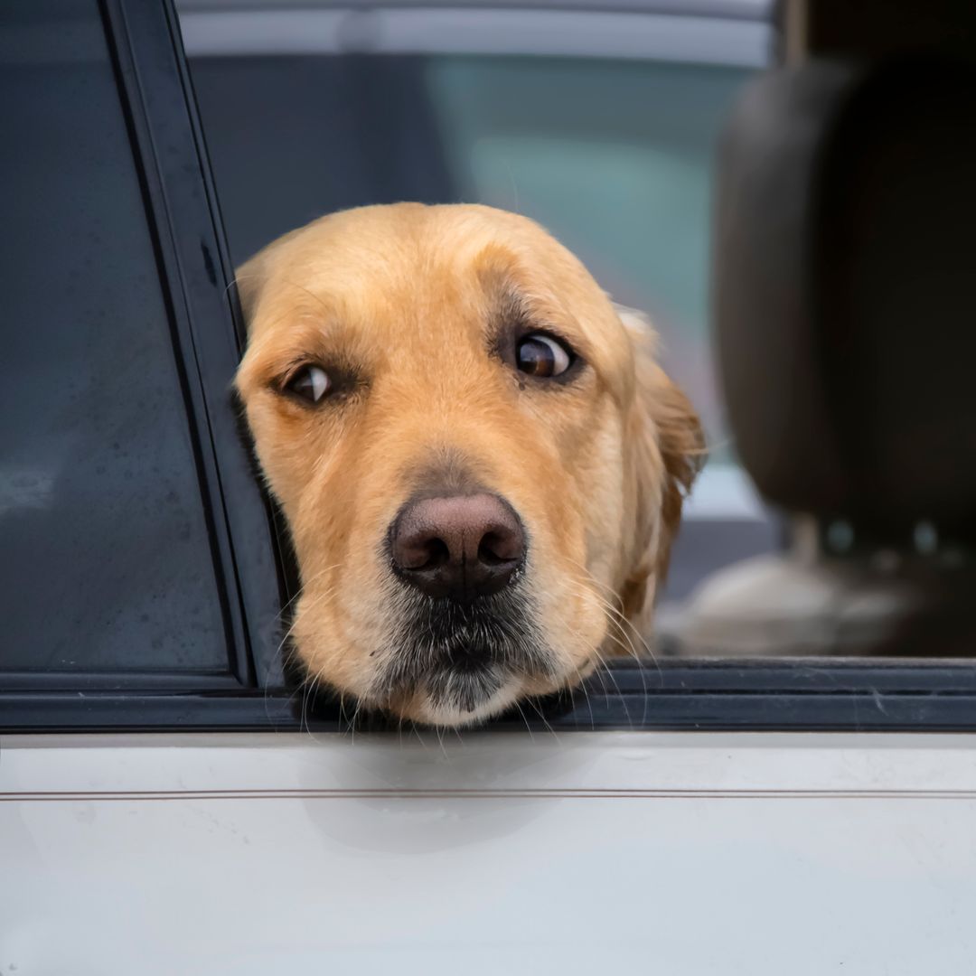 Cat Hendridge, veterinary surgeon: Your car is secretly making your dog feel 'unsafe'