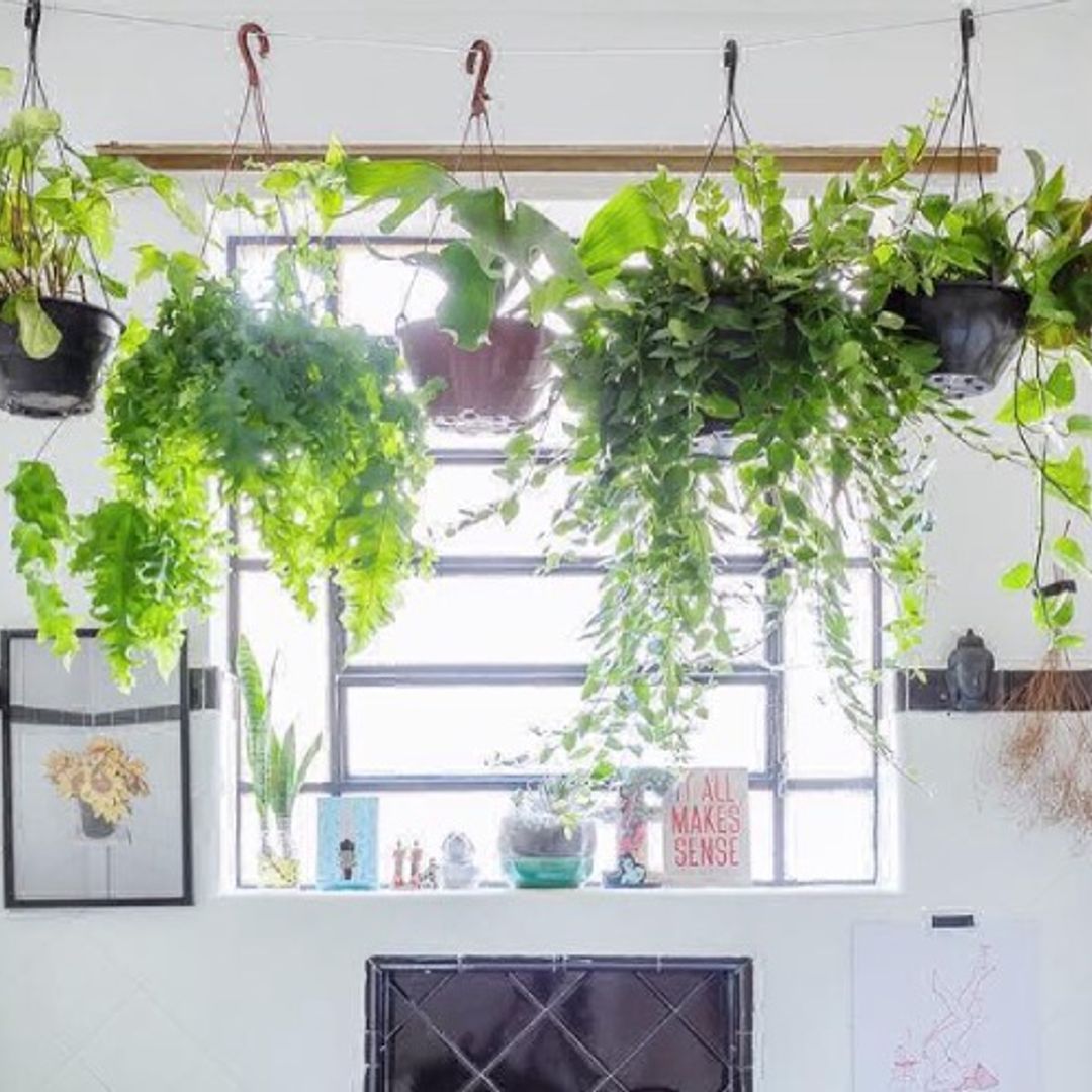 Shower plants - the latest must-have decor accessory