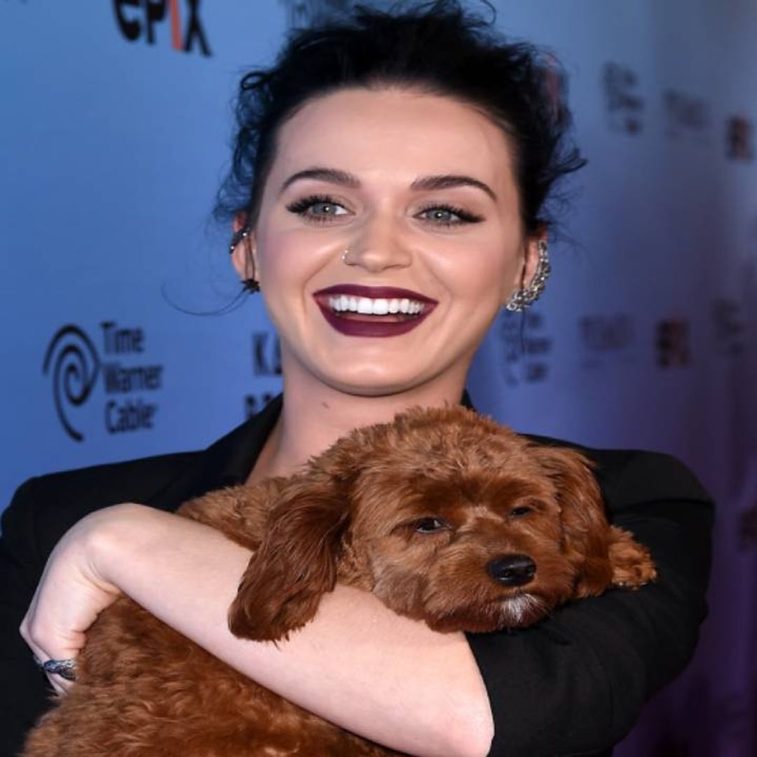 Katy Perry has her dog's cute face on her pajamas - and now you can too