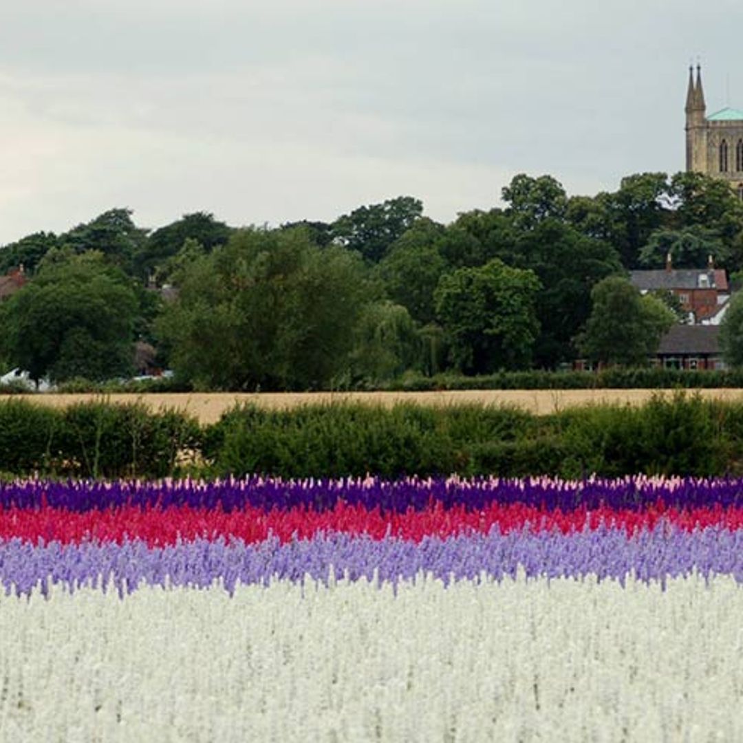 The UK's most beautiful confetti fields that you can visit for one week only