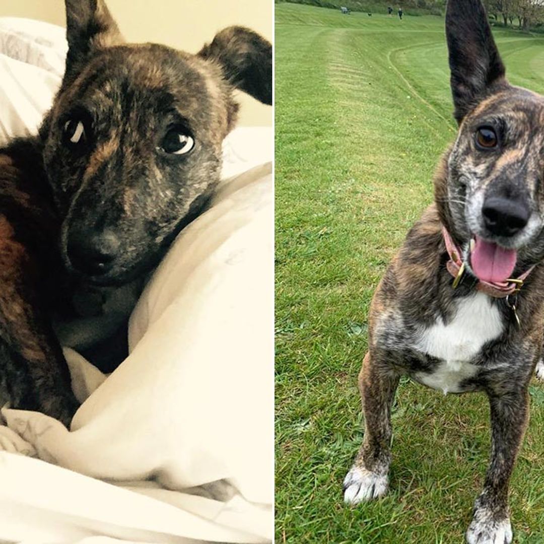 Adoption Stories: See Sylvie the rescue dog's heartwarming transformation