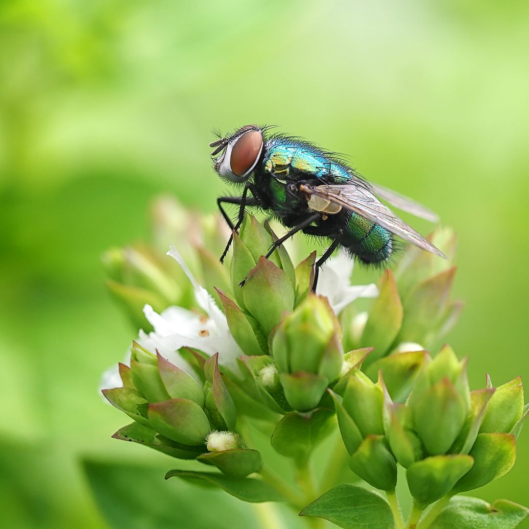 Flies hate these 5 plants – put them in your kitchen tonight to keep bugs out