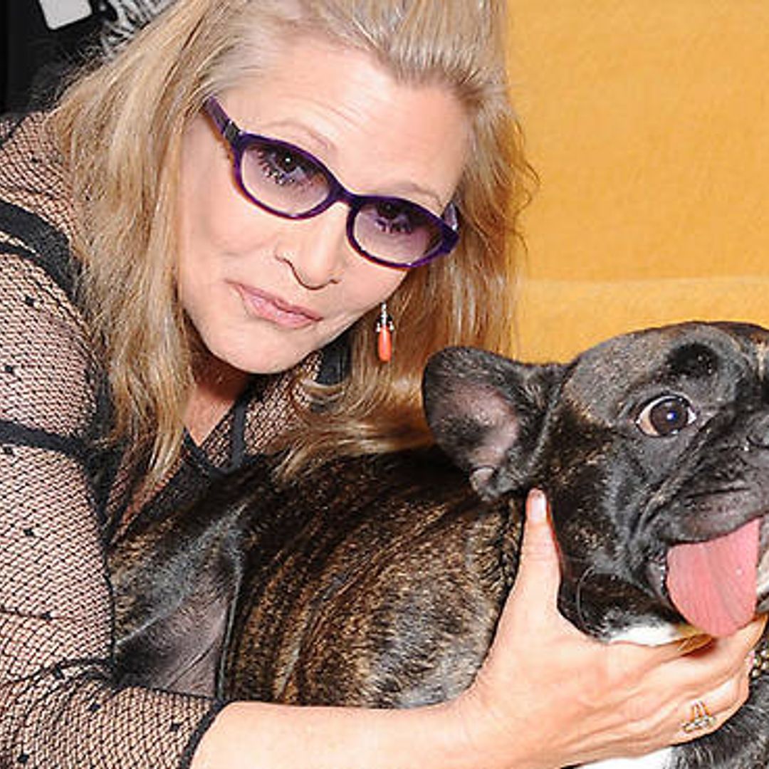 Carrie Fisher's beloved dog watches Star Wars: The Last Jedi trailer