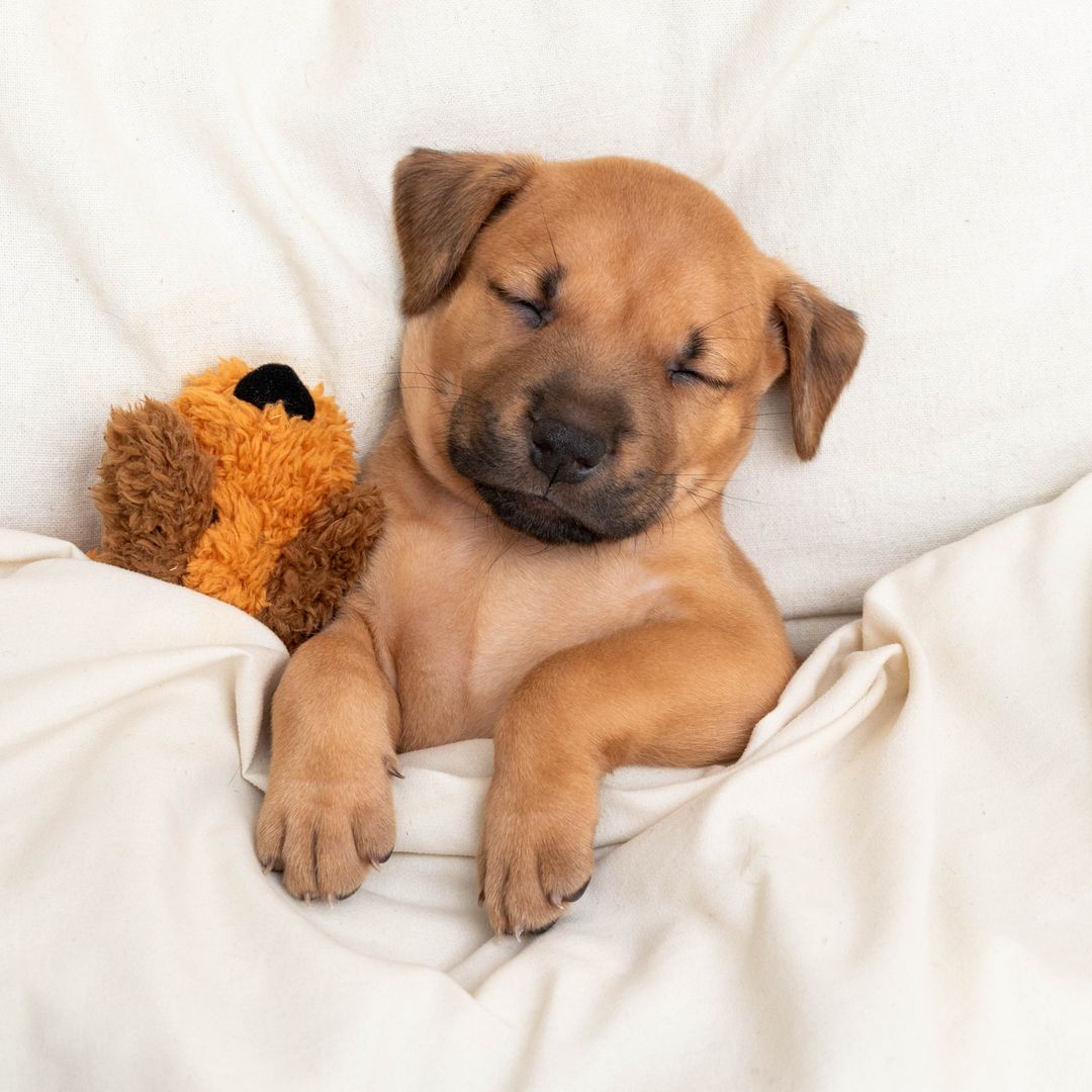 Here’s how to keep your dogs warm this winter, according to experts