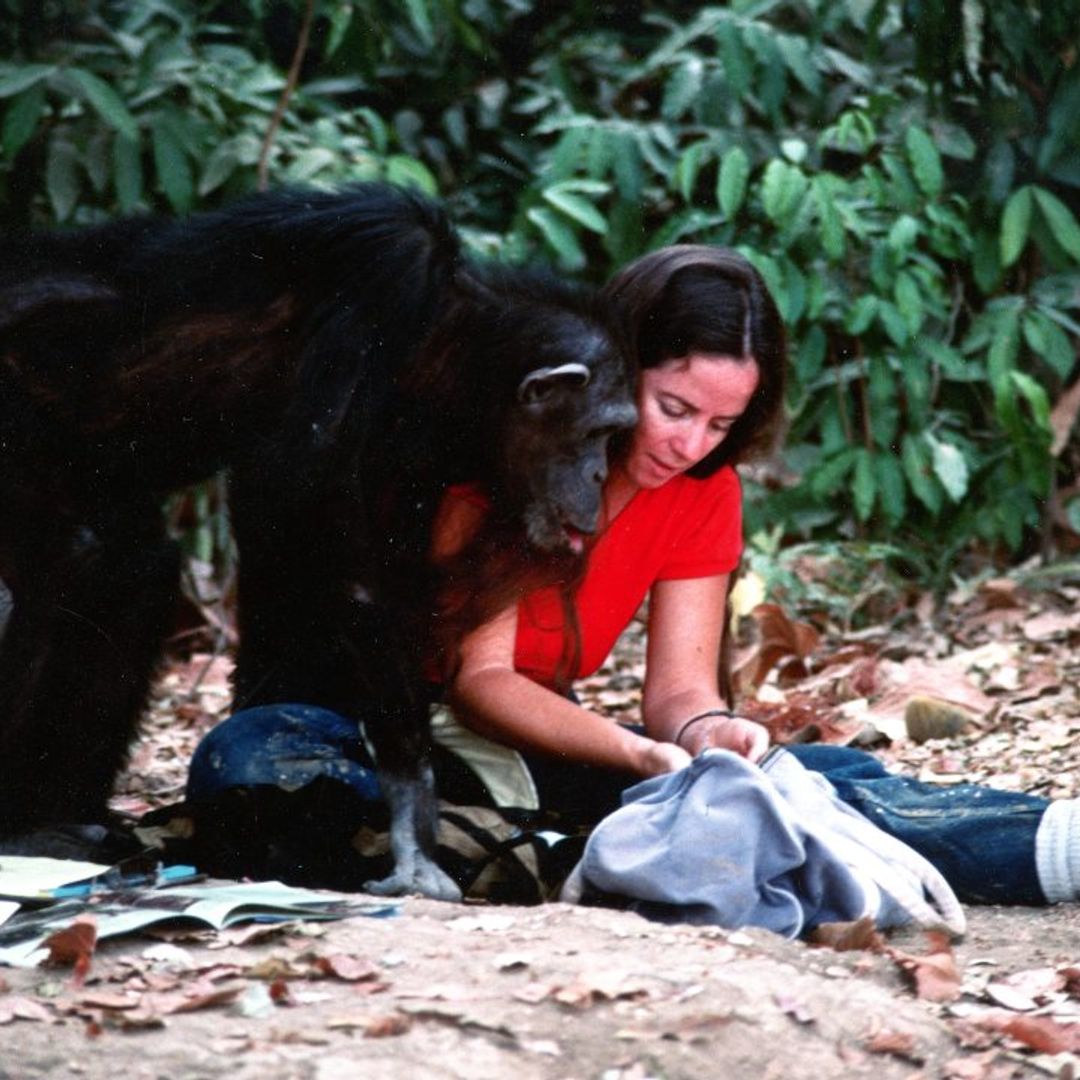 Was Lucy the Human Chimp killed by poachers? All we know