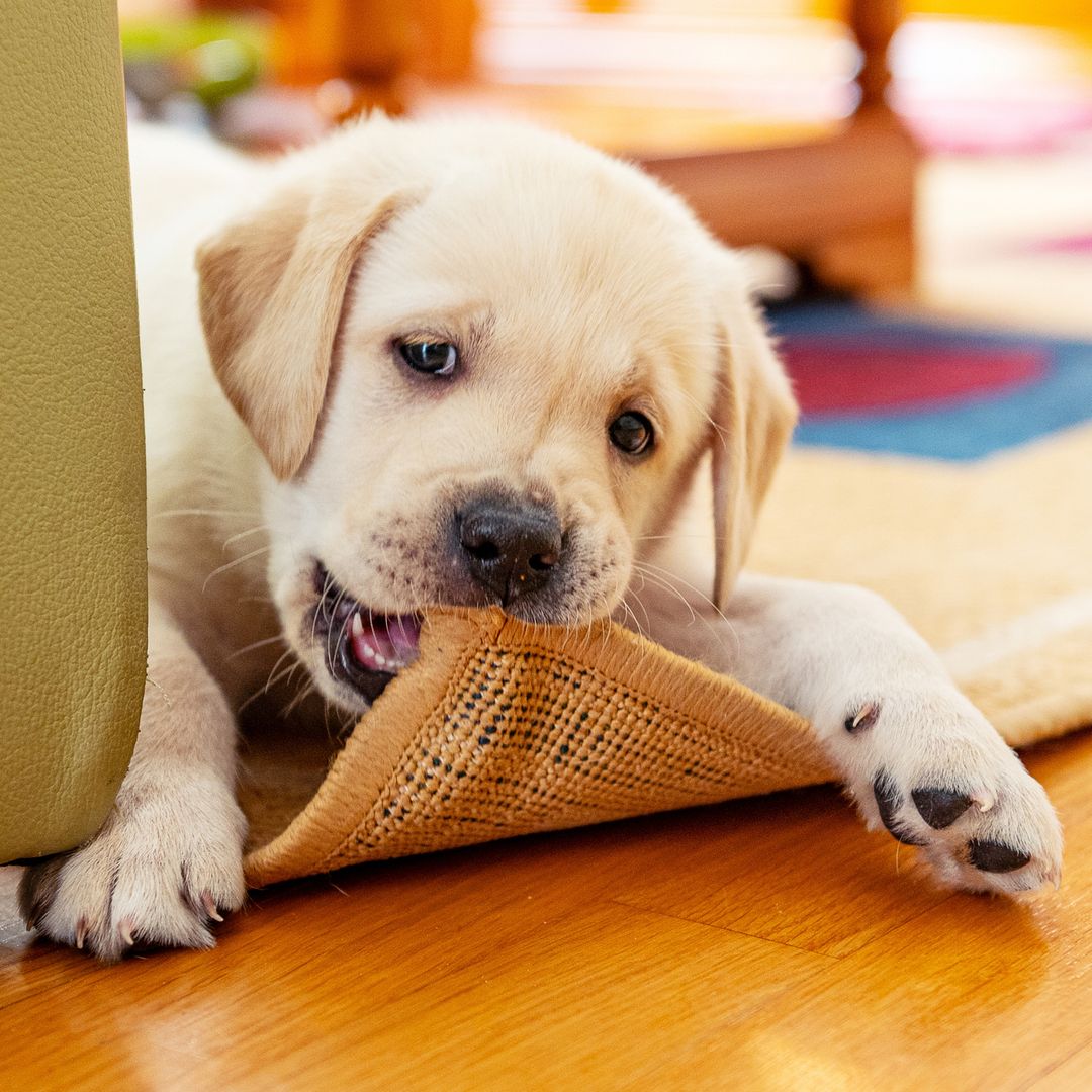 Experts reveal how to stop your dog biting – from puppy stages to adulthood