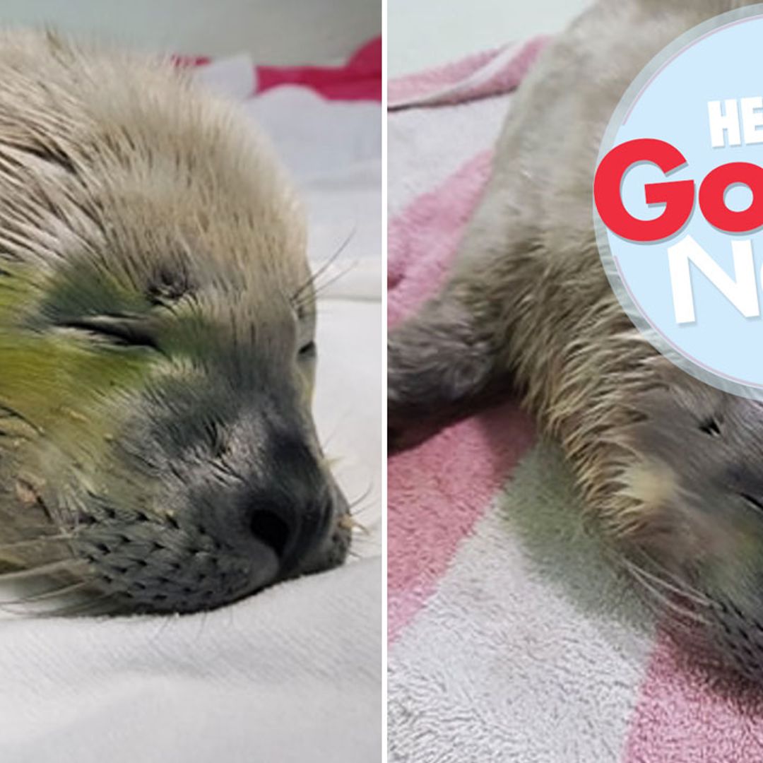 Meet Joe Wicks and Sir Tom, the seal pups saved after being spotted solo on a Norfolk beach
